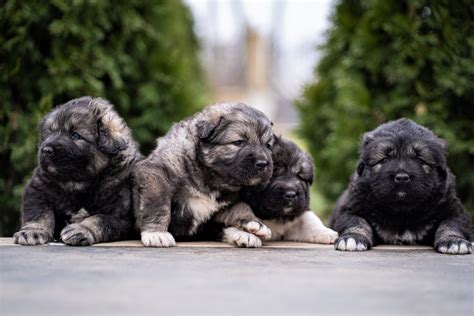caucasian shepherd puppy for sale ontario|Caucasian Shepherd Dog Puppies for Sale in Ontario, Canada,.